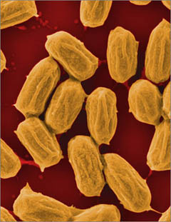 Spore batterio