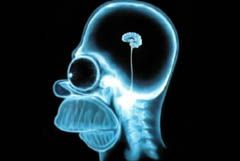 Cervello Homer