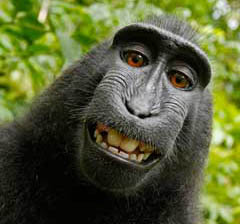 Selfie scimmia